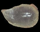 Didontogaster Fossil Worm (Pos/Neg) - Mazon Creek #70604-1